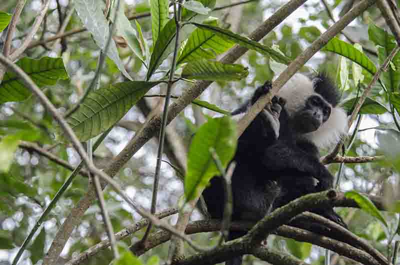 Mono Colobo de Angola - parque nacional de Nyungwe - Ruanda 10.jpg